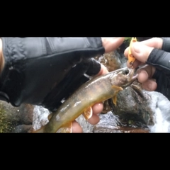 イワナの釣果
