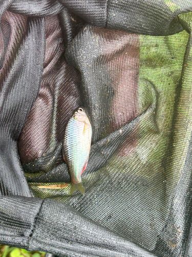 アカヒレタビラの釣果