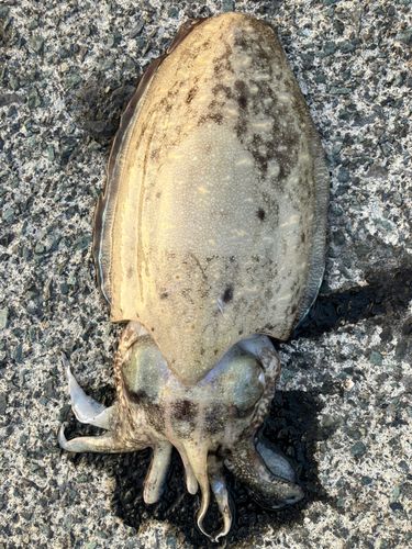 モンゴウイカの釣果