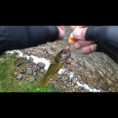イワナの釣果