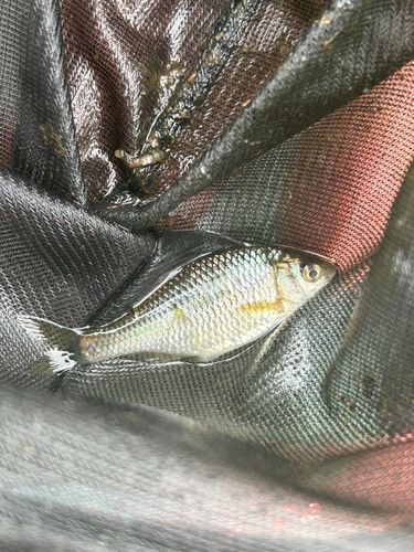 カネヒラの釣果