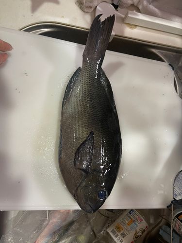 メジナの釣果