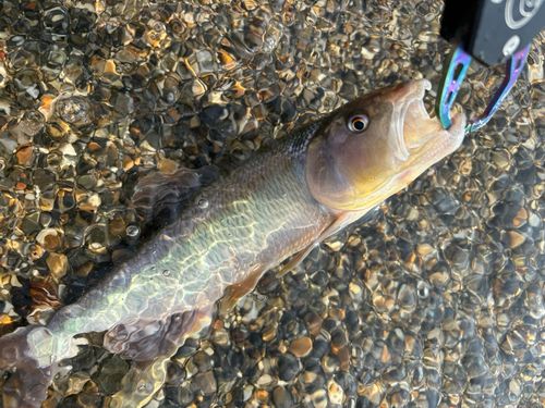 ハスの釣果