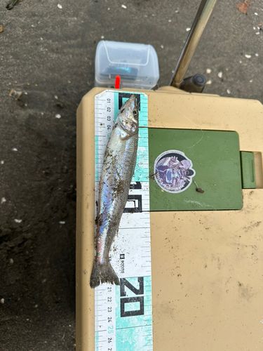 キスの釣果