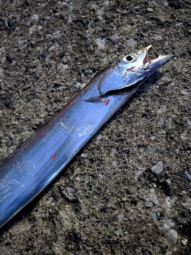 タチウオの釣果