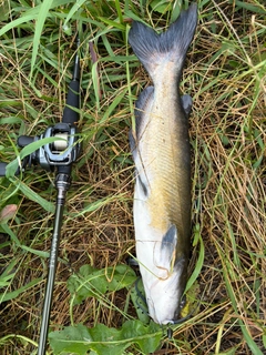 アメリカナマズの釣果