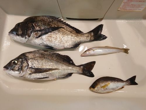 チヌの釣果