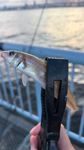 シロギスの釣果
