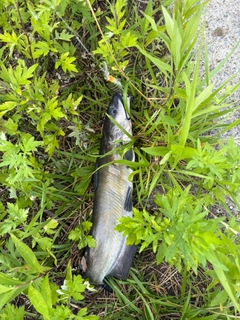 アメリカナマズの釣果