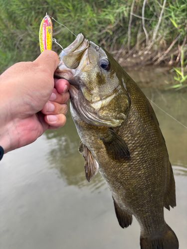 スモールマウスバスの釣果
