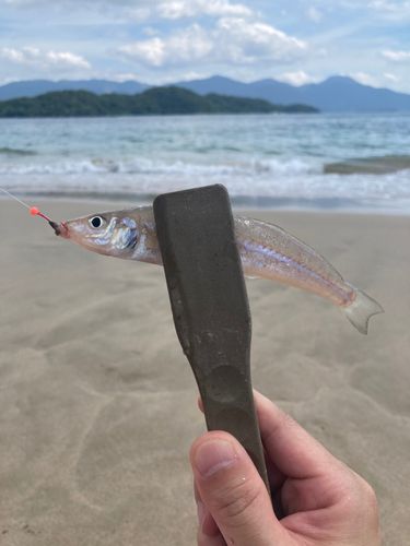 キスの釣果