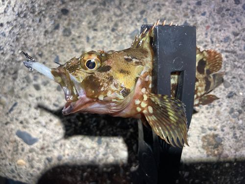 カサゴの釣果