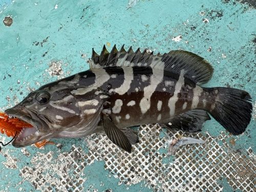 クエの釣果
