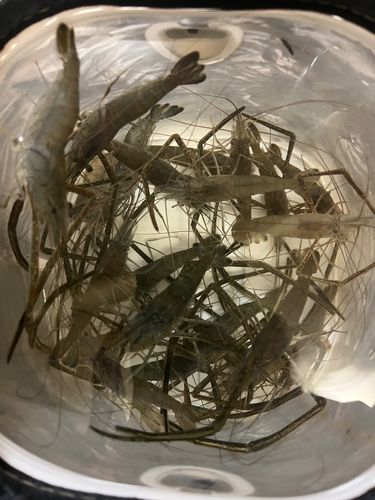 テナガエビの釣果