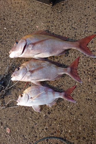 マダイの釣果