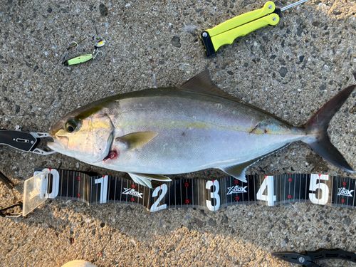 ネリゴの釣果