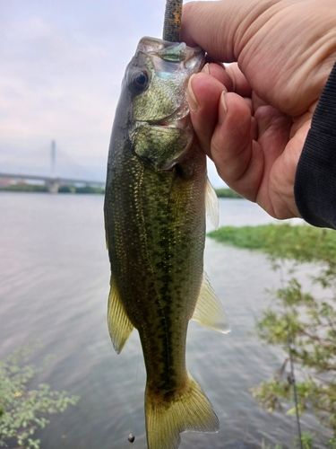ラージマウスバスの釣果