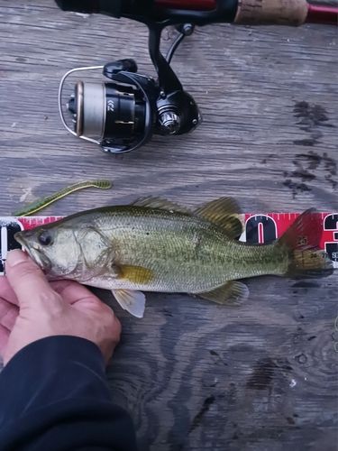 ラージマウスバスの釣果