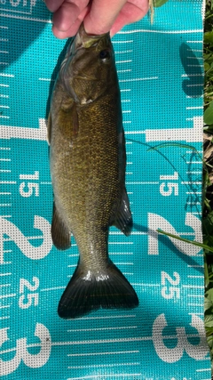 スモールマウスバスの釣果