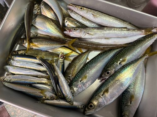 カマスの釣果