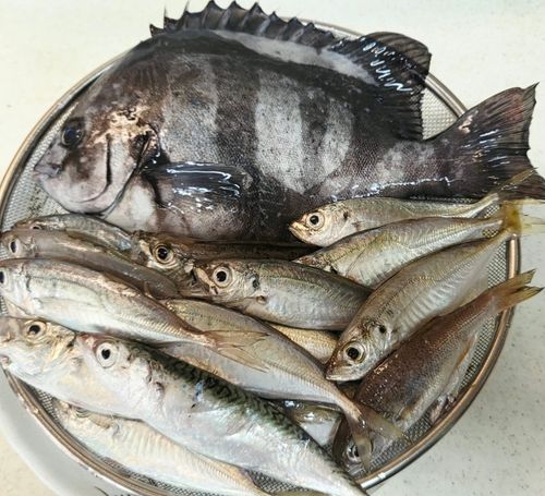 イシダイの釣果