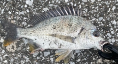 キビレの釣果