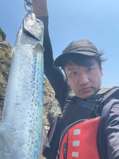 サワラの釣果