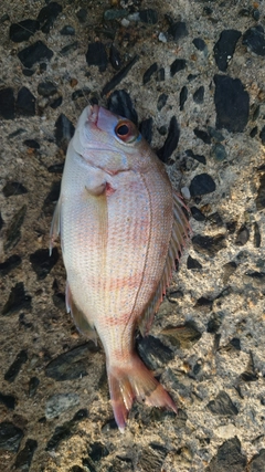 チャリコの釣果