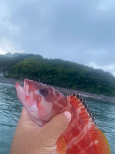 アカハタの釣果