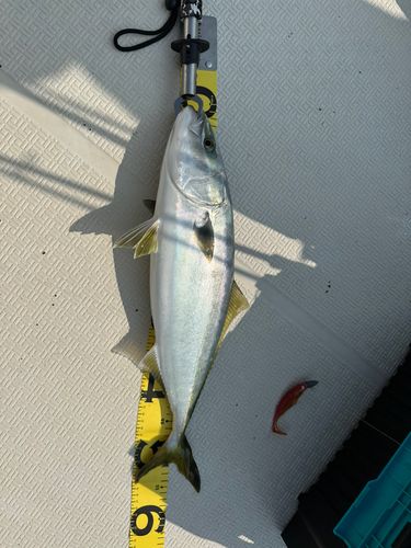 メジロの釣果