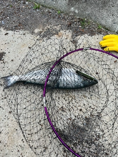 ギンザケの釣果