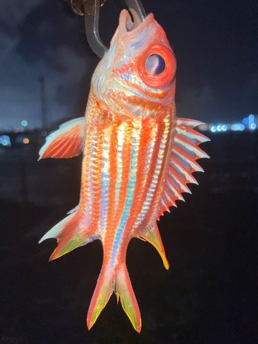 アヤメエビスの釣果