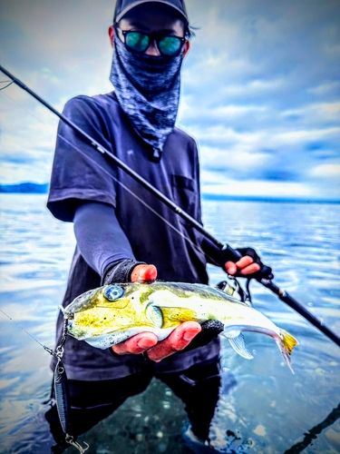 シロサバフグの釣果