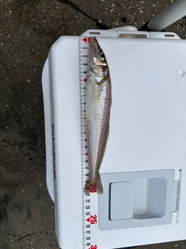キスの釣果