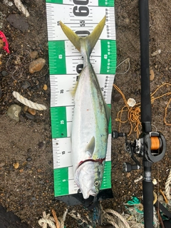 イナダの釣果