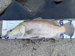 アカメの釣果