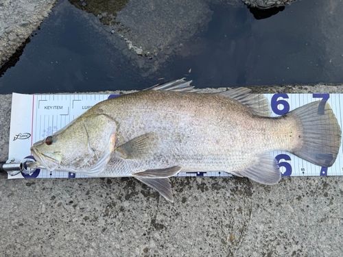 アカメの釣果