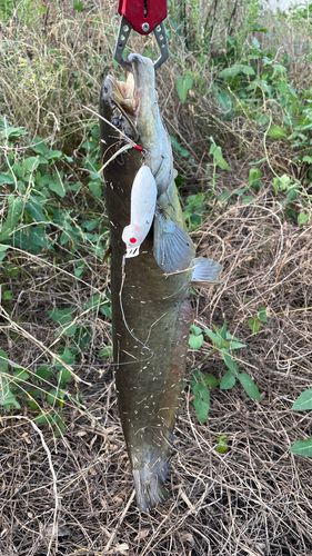 ナマズの釣果