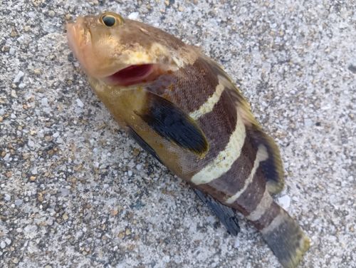 アオハタの釣果
