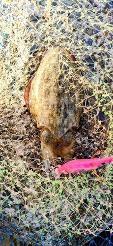 コウイカの釣果