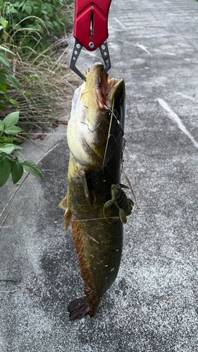 ナマズの釣果