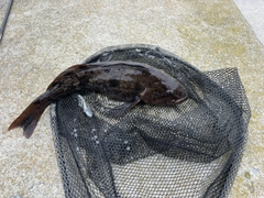 アブラコの釣果