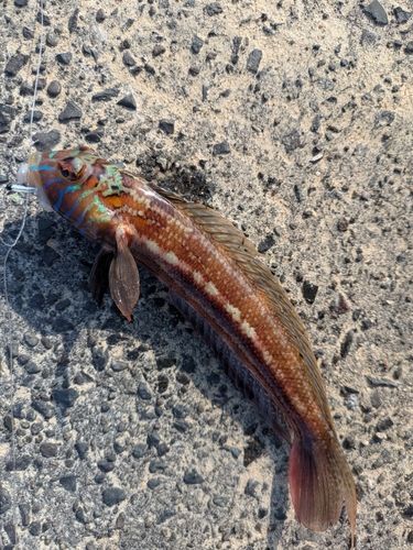 トラギスの釣果