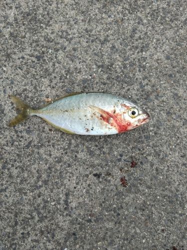 シマアジの釣果