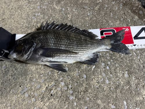 釣果一覧】宮崎県で釣れたチヌ - アングラーズ | 釣果600万件の魚釣り