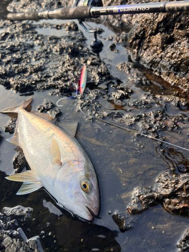 ネイリの釣果