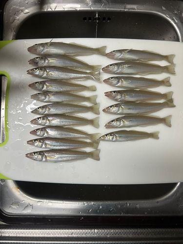 シロギスの釣果