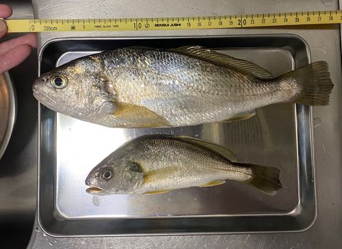 イシモチの釣果