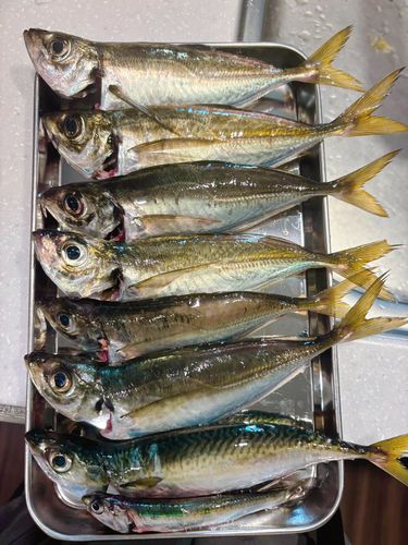 アジの釣果