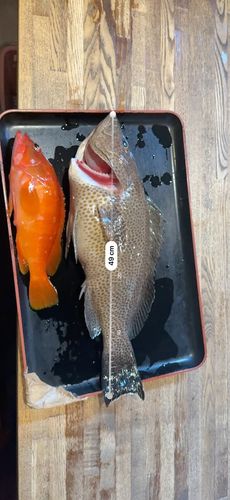 オオモンハタの釣果